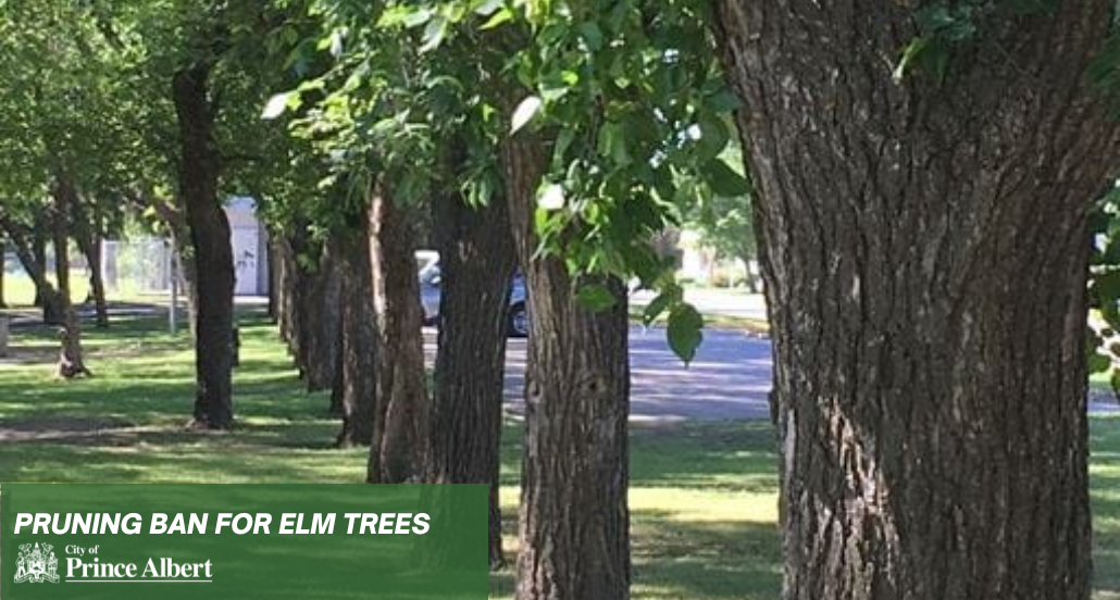 Elm Tree Pruning Ban